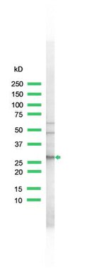 Bcl-xL Antibody in Western Blot (WB)
