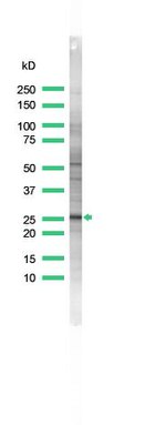 Bcl-X Antibody in Western Blot (WB)