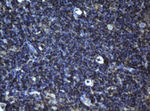 BCL10 Antibody in Immunohistochemistry (Paraffin) (IHC (P))