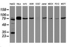 BCL10 Antibody in Western Blot (WB)