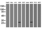 BCL10 Antibody in Western Blot (WB)