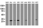 BCL10 Antibody in Western Blot (WB)