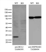 BCL2 Antibody