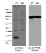 BCL2 Antibody
