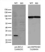 BCL2 Antibody
