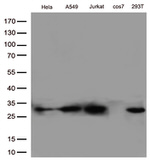 BCL2 Antibody in Western Blot (WB)