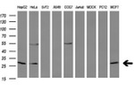 BCL2 Antibody in Western Blot (WB)