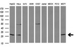 BCL2 Antibody in Western Blot (WB)