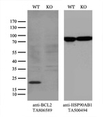 BCL2 Antibody in Western Blot (WB)
