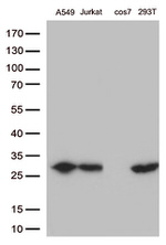 BCL2 Antibody in Western Blot (WB)