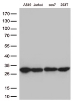 BCL2 Antibody in Western Blot (WB)
