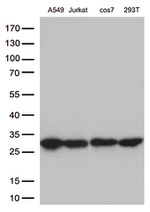 BCL2 Antibody in Western Blot (WB)