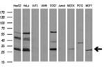 BCL2 Antibody in Western Blot (WB)