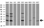 BCL2 Antibody in Western Blot (WB)