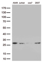 BCL2 Antibody in Western Blot (WB)