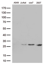BCL2 Antibody in Western Blot (WB)
