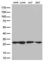 BCL2 Antibody in Western Blot (WB)