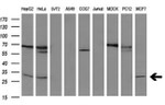 BCL2 Antibody in Western Blot (WB)