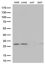 BCL2 Antibody in Western Blot (WB)