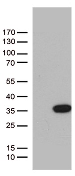 BCL2L11 Antibody in Western Blot (WB)