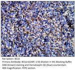 Bcl6 Polyclonal Antibody