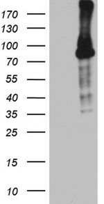 BCL6 Antibody in Western Blot (WB)