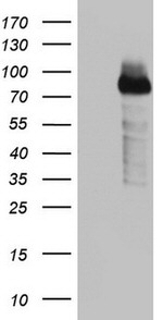 BCL6 Antibody in Western Blot (WB)