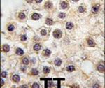 BDP Antibody in Immunohistochemistry (IHC)
