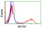 BECN1 Antibody in Flow Cytometry (Flow)