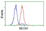 BECN1 Antibody in Flow Cytometry (Flow)