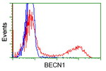 BECN1 Antibody in Flow Cytometry (Flow)