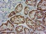 BECN1 Antibody in Immunohistochemistry (Paraffin) (IHC (P))