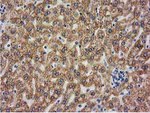 BECN1 Antibody in Immunohistochemistry (Paraffin) (IHC (P))