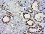 BECN1 Antibody in Immunohistochemistry (Paraffin) (IHC (P))