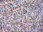 BECN1 Antibody in Immunohistochemistry (Paraffin) (IHC (P))
