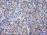 BECN1 Antibody in Immunohistochemistry (Paraffin) (IHC (P))