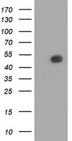 BECN1 Antibody in Western Blot (WB)