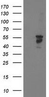 BECN1 Antibody in Western Blot (WB)