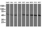 BECN1 Antibody in Western Blot (WB)