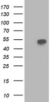 BECN1 Antibody in Western Blot (WB)