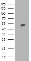 BECN1 Antibody in Western Blot (WB)