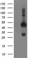 BECN1 Antibody in Western Blot (WB)
