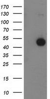 BECN1 Antibody in Western Blot (WB)