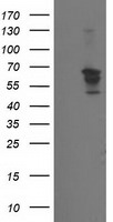 BECN1 Antibody in Western Blot (WB)