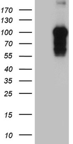 BEGAIN Antibody in Western Blot (WB)