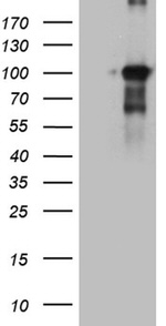 BEGAIN Antibody in Western Blot (WB)