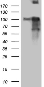 BEGAIN Antibody in Western Blot (WB)