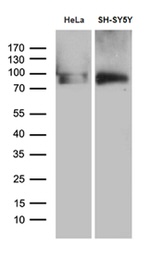 BEGAIN Antibody in Western Blot (WB)
