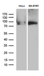 BEGAIN Antibody in Western Blot (WB)