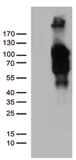 BEGAIN Antibody in Western Blot (WB)
